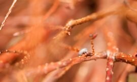 29/52 – Roly Poly