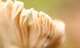 27/52 – Mushroom