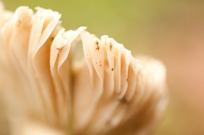 Read more about the article 27/52 – Mushroom