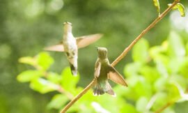 Hummer-warz!