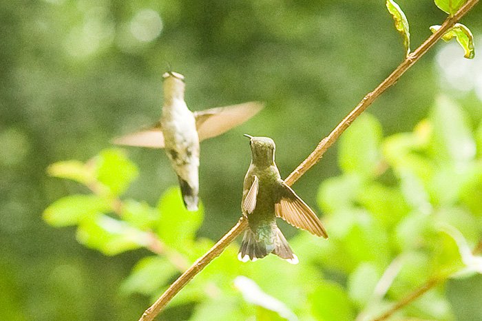 Read more about the article Hummer-warz!