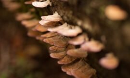 34/52: macro nature photos