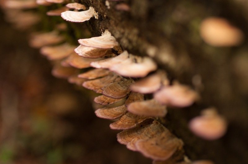 Read more about the article 34/52: macro nature photos