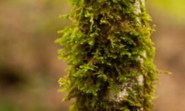 35/52: macro nature photos
