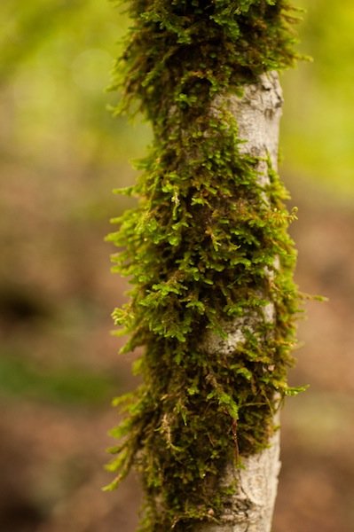 Read more about the article 35/52: macro nature photos