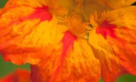 36/52: macro nature photos