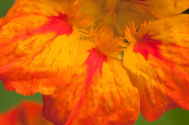 Read more about the article 36/52: macro nature photos