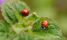 37/52: macro nature photos