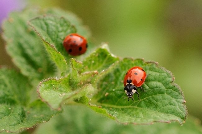 Read more about the article 37/52: macro nature photos