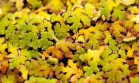 38/52: macro nature photos
