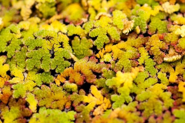 Read more about the article 38/52: macro nature photos