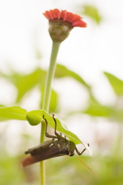 Read more about the article 39/52: macro nature photos