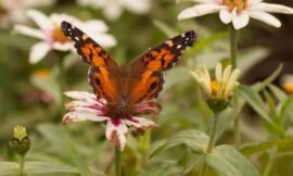 40/52: macro nature photos