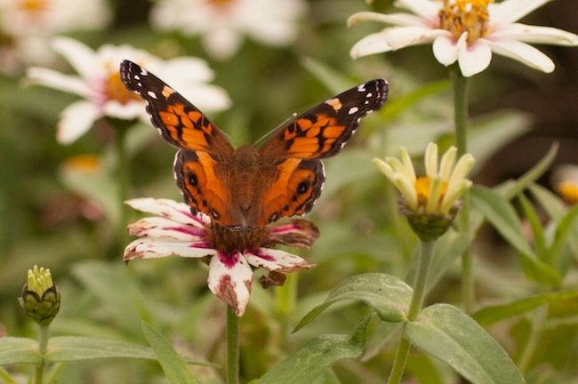 Read more about the article 40/52: macro nature photos