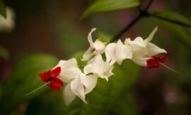 41/52: macro nature photos