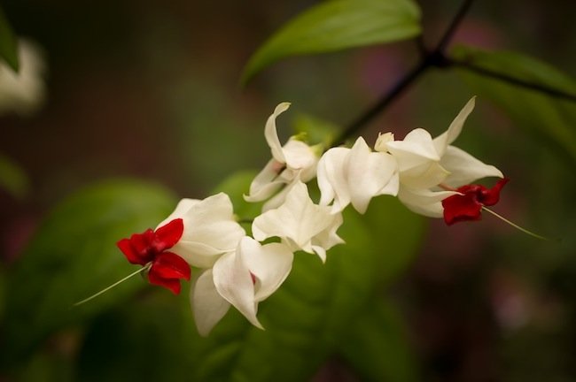 Read more about the article 41/52: macro nature photos