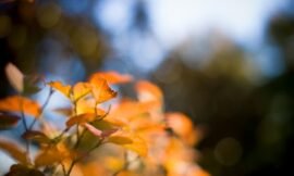 42/52: macro nature photos