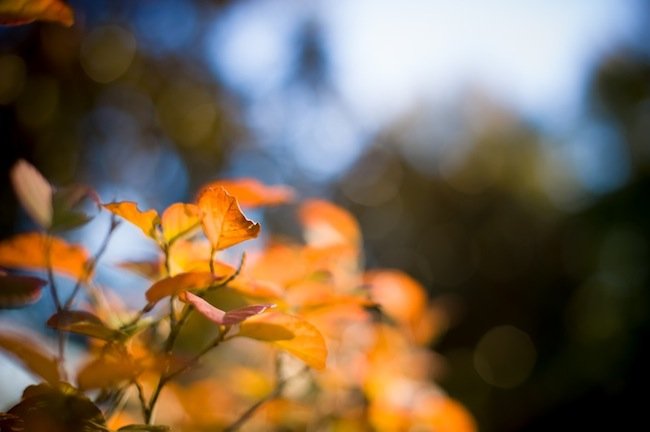 Read more about the article 42/52: macro nature photos