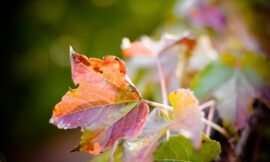 43/52: macro nature photos