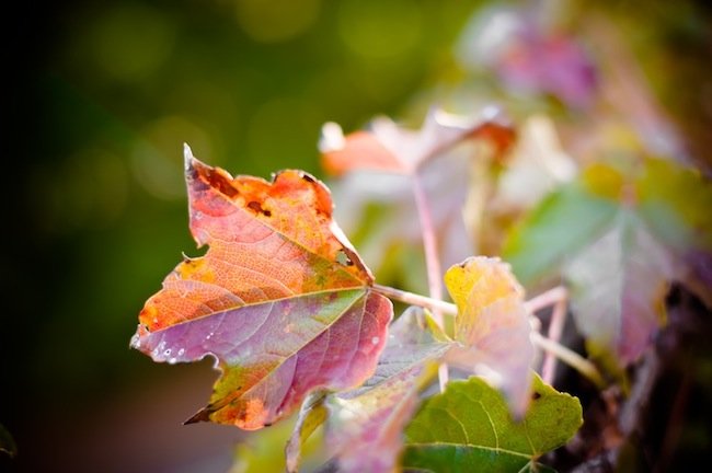Read more about the article 43/52: macro nature photos