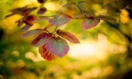 44/52 : Macro nature photos