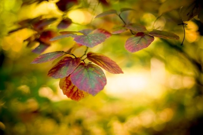Read more about the article 44/52 : Macro nature photos