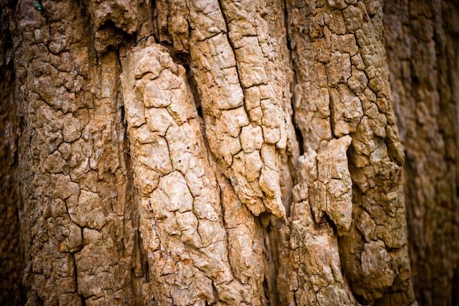 Read more about the article 49/52 : Macro nature photos