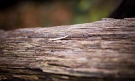 51/52 – Macro nature photos