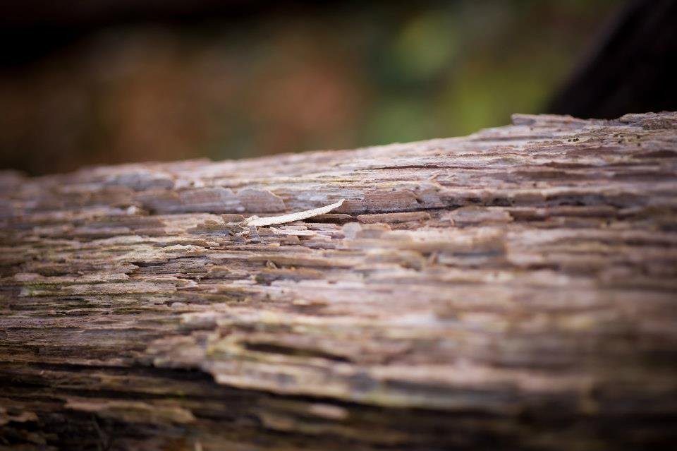 Read more about the article 51/52 – Macro nature photos