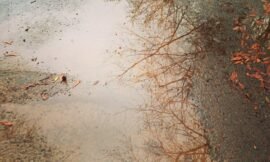 Pretty much all the #sign_of_winter as we get here. Cold and rainy. #projectlife365