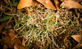 52/52 – Macro nature photos