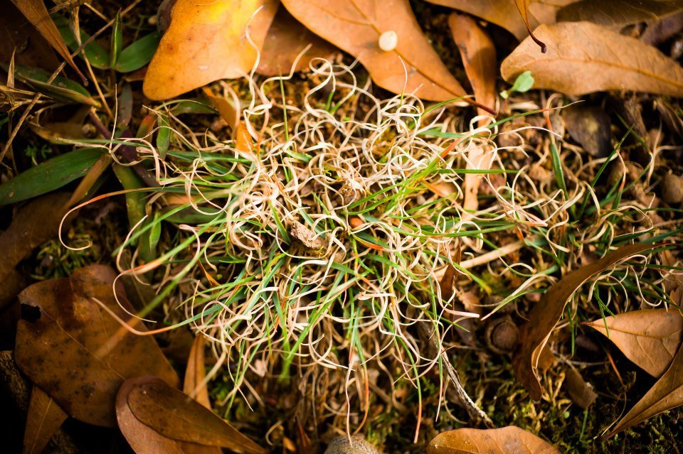 Read more about the article 52/52 – Macro nature photos