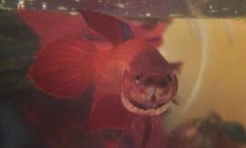 In our house, all the animals are more graceful than us. #projectlife365 #graceful