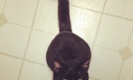 She has to be in the #center of the kitchen floor whenever anyone is in it. #projectlife365