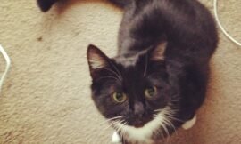 Braving the squirt bottle to come and meow right in my ear, this is the face of our #troublemaker kitty alarm clock. #projectlife365