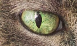 Kitty #eyes amaze me. #projectlife365