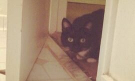 Interloper #looking_in on me in my bath. She wouldn’t get any closer than this, scared of the soap suds. #projectlife365