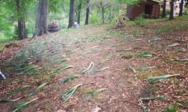 #projectlife365 #hello daffodils! You see all 250 of them in the hillside there? I planted those.