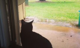 Interloper #looking_out at a rainy day. #projectlife365