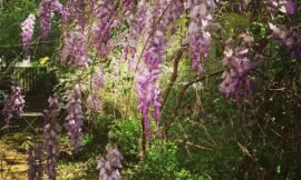 Wisteria #surrounding the studio. #projectlife365
