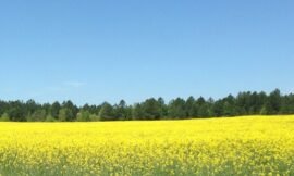 I didn’t care about yesterday’s prompt (which was #hands), so here is a photo I took while out running errands yesterday. It’s a canola field. #projectlife365