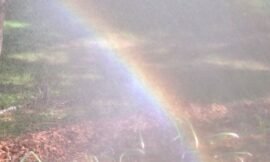 #dedicated #projectlife365 projectlife has asked use to use today’s word to dedicate something to Boston. Boston needs a rainbow today.