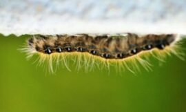 Caterpillars can go #upside_down #projectlife365