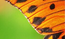 #nature #projectlife365 Butterfly wing.