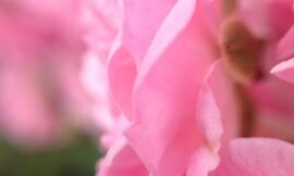 I don’t get very #edgy is the edges of petals is about as close as it gets. #projectlife365