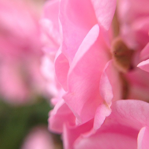 Read more about the article I don’t get very #edgy is the edges of petals is about as close as it gets. #projectlife365