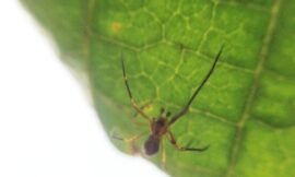 eeeek! I didn’t realize until I saved shadows through #vscocam that this #squidcammacro spider was a brown recluse! It was so tiny! #projectlife365 #pureiphonemacro