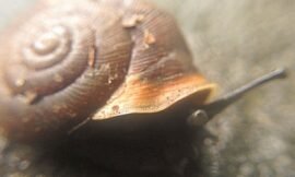 Snail! #projectlife365 #vscocam #pureiphonemacro #squidcammacro