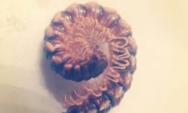 #projectlife365 we have these millipedes that keep crawling into the house and the dying. I think this is #20 this week?