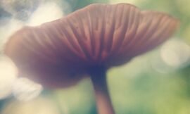 Tiny mushrooms. #pureiphonemacro #projectlife365 #squidcammacro